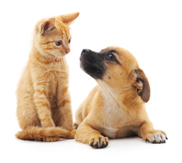 Look at the kittens dog HD picture