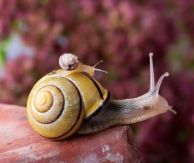 Macro photography snail Stock Photo