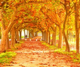 Maple Trees HD picture