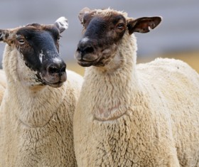 Mianyang Stock Photo