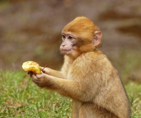 Monkeys eat food Stock Photo