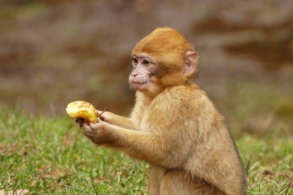 Monkeys eat food Stock Photo