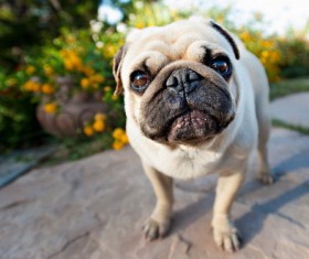 Pago dog Stock Photo