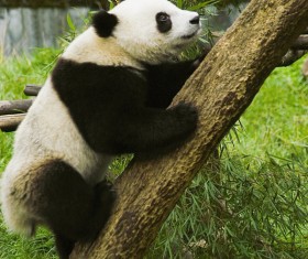 Panda climbing trees Stock Photo