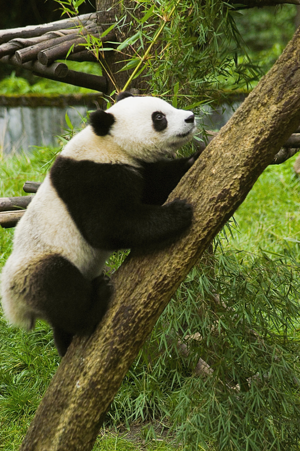 Panda climbing trees Stock Photo