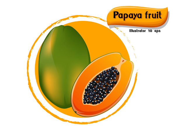 Papaya fruit illustration vector