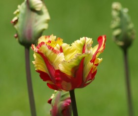 Parrot tulips Stock Photo