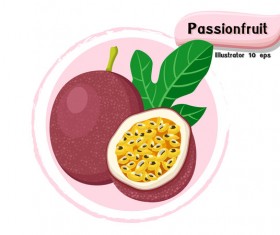 Passion fruit illustration vector