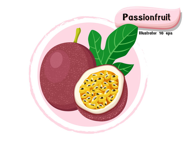 Passion fruit illustration vector