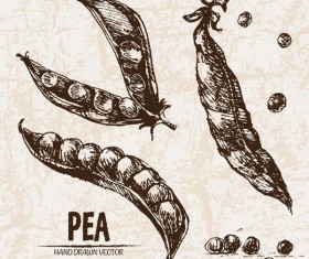 Pea hand drawing retor vector 01