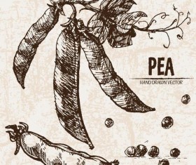 Pea hand drawing retor vector 02