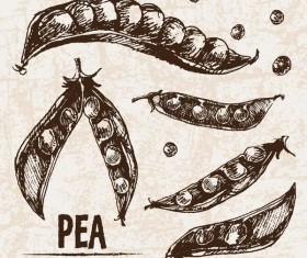 Pea hand drawing retor vector 03
