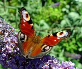 Peacock butterfly Stock Photo
