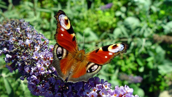 Peacock butterfly Stock Photo