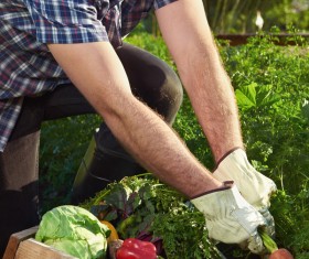 Picking carrots HD picture