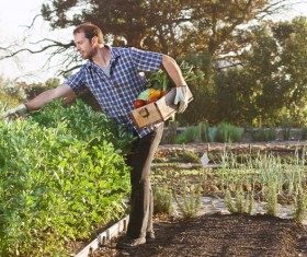 Picking vegetable farmers HD picture