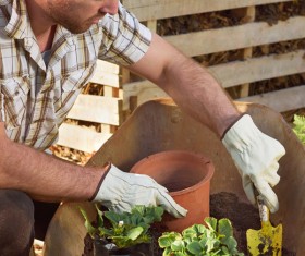 Planted seedlings HD picture