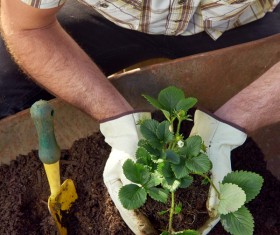 Planting strawberry seedlings HD picture