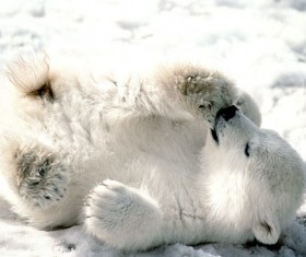 Play a little polar bear Stock Photo