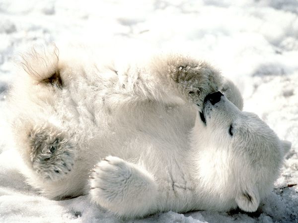 Play a little polar bear Stock Photo