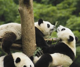 Play the giant panda playing Stock Photo