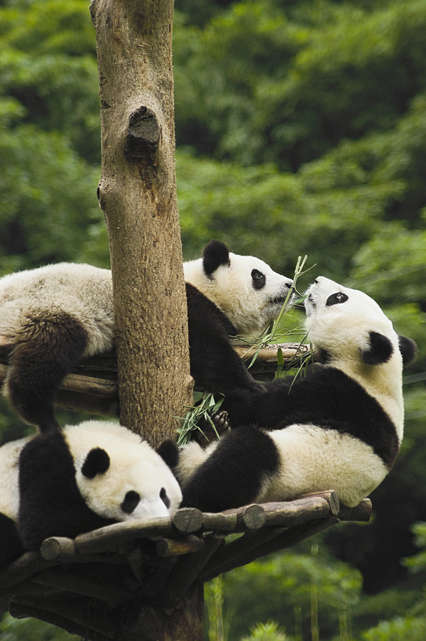 Play the giant panda playing Stock Photo