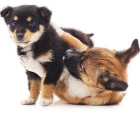 Play the puppy HD picture