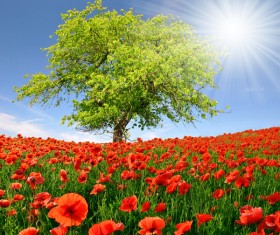 Poppies and trees Stock Photo