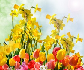 Pretty Spring Flowers Stock Photo
