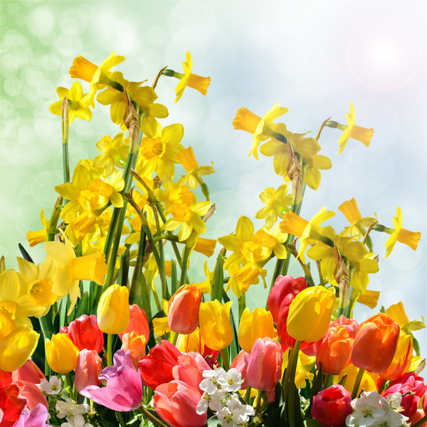 Pretty Spring Flowers Stock Photo