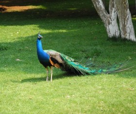 Pretty blue peacock Stock Photo