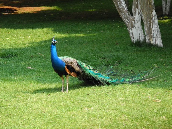 Pretty blue peacock Stock Photo