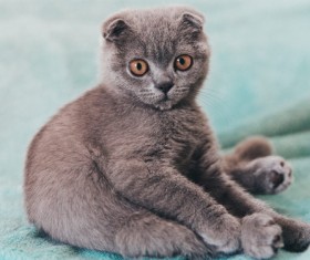 Purebred gray fold cat Stock Photo