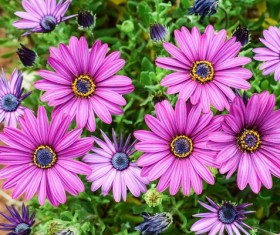 Purple African Chrysanthemum Stock Photo