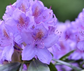 Purple azaleas Stock Photo