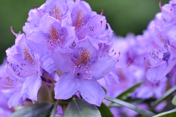 Purple azaleas Stock Photo