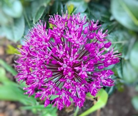Purple onion flowers Stock Photo
