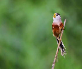 Rare bird species of Reed Parrotbill Stock Photo