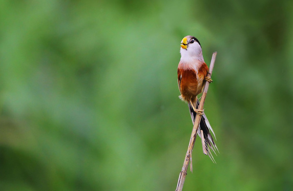 Rare bird species of Reed Parrotbill Stock Photo