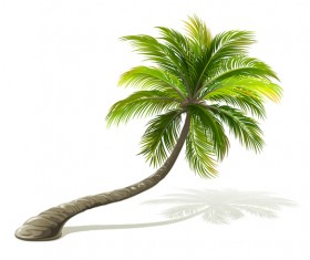 Realistic palm tree illustration vectors 01