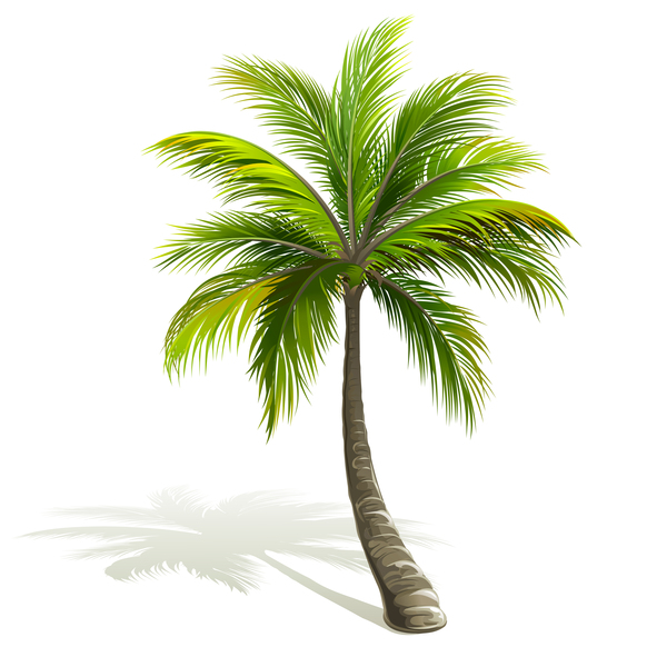 détourner Comparaison inconnue palm tree vector Souple Président Identifier