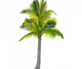 Realistic palm tree illustration vectors 05