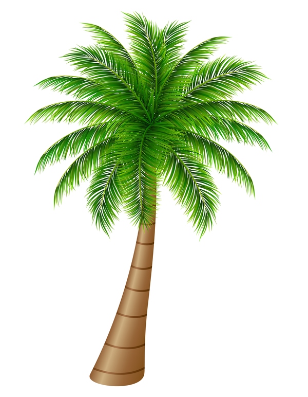 palm tree illustration download