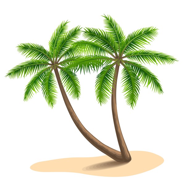 Realistic palm tree illustration vectors 11