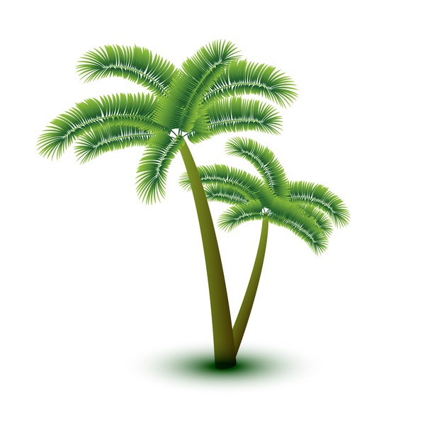 Realistic palm tree illustration vectors 12