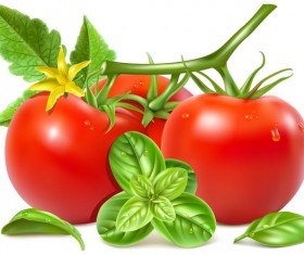 Realistic tomato with tomato flower vector 01