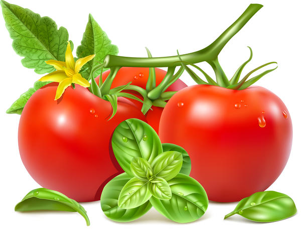 Realistic tomato with tomato flower vector 01