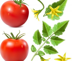 Realistic tomato with tomato flower vector 02