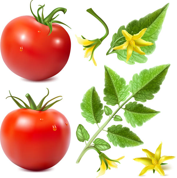 Realistic tomato with tomato flower vector 02