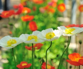 Red and white cosmos Stock Photo
